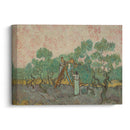Women Picking Olives (1889) - Vincent van Gogh - Canvas Print - UAIO LMT