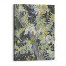 Acacia in Flowers - Vincent van Gogh - Canvas Print