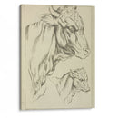 Heads and necks of two bulls in profile - Peter Paul Rubens - Canvas Print