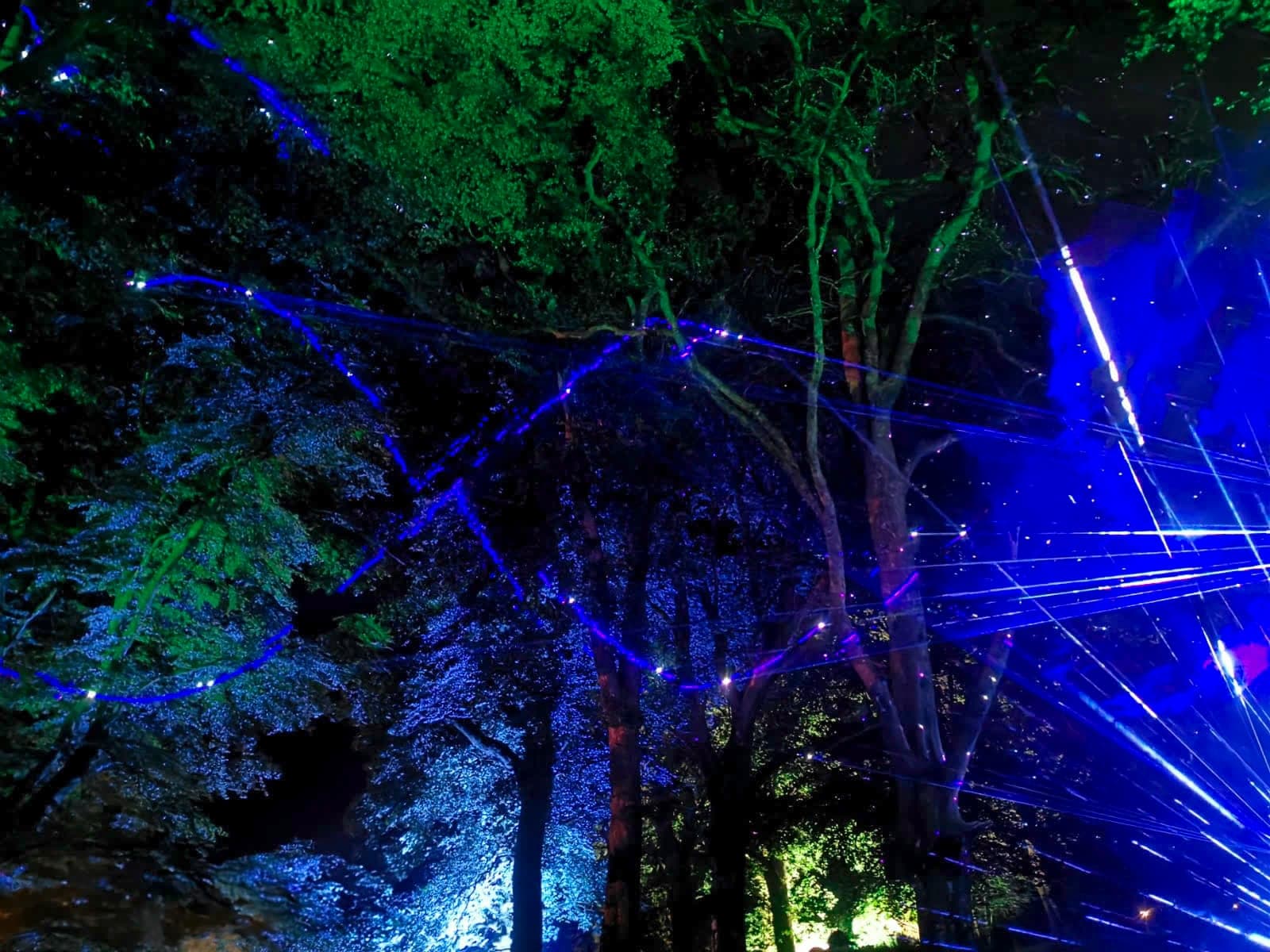 Blue laser lines strung through trees at Eden festival