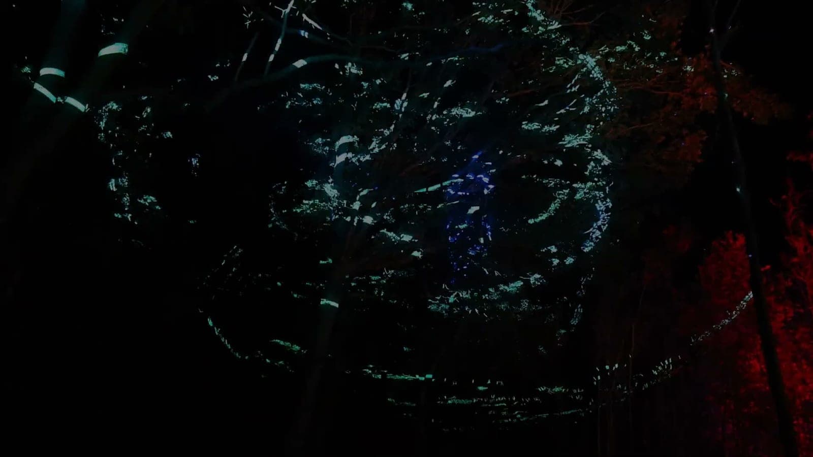 Fine laser patterns drawn across trees in the dark at Noisily festival