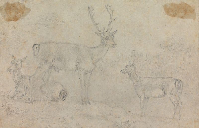 A Buck and Two Deer as a canvas print