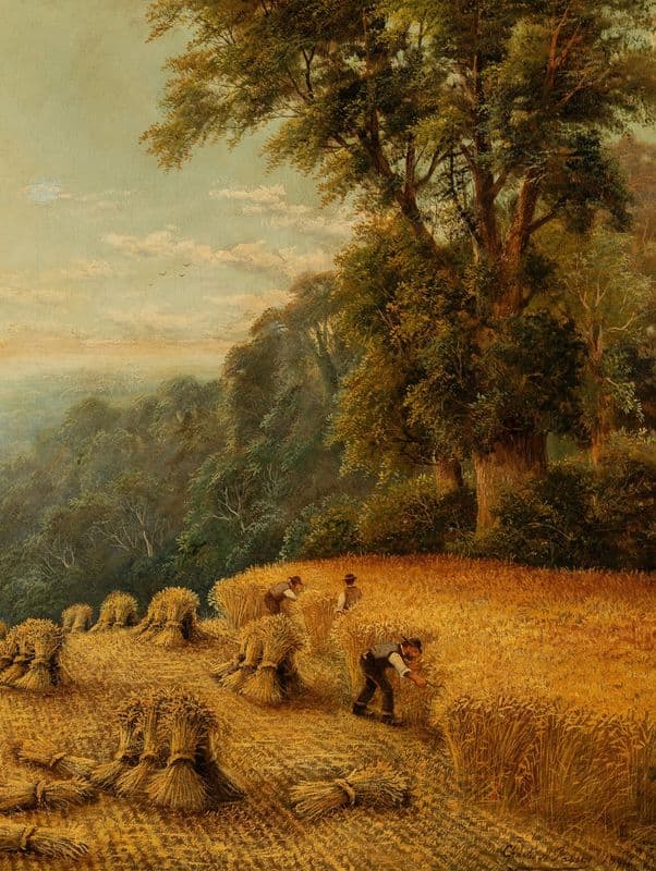 A cornfield shire, Surrey as a canvas print