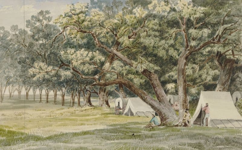 A Cottonwood Grove as a canvas print