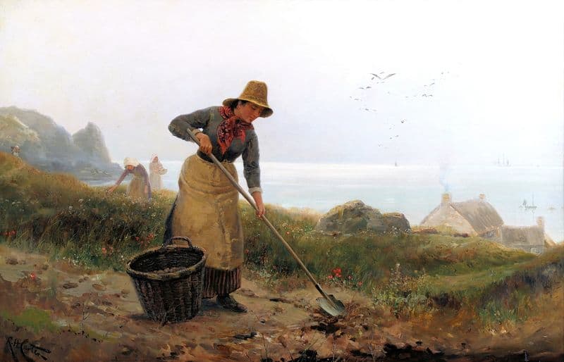A Little Potato Garden, Cornish Coast as a canvas print