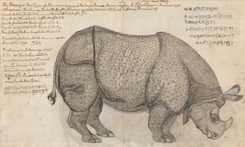 A Rhinoceros in the Pashwa’s Menagerie at Poona as a canvas print