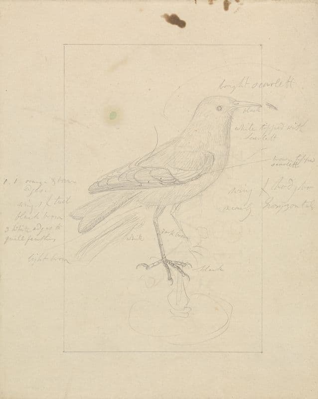 A Wren as a canvas print
