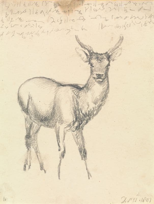 A Young Deer as a canvas print