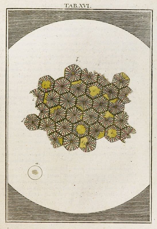 Amusement microscopique tant pour l’esprit, que pour les yeux Pl.017 (1764-1768) as a canvas print