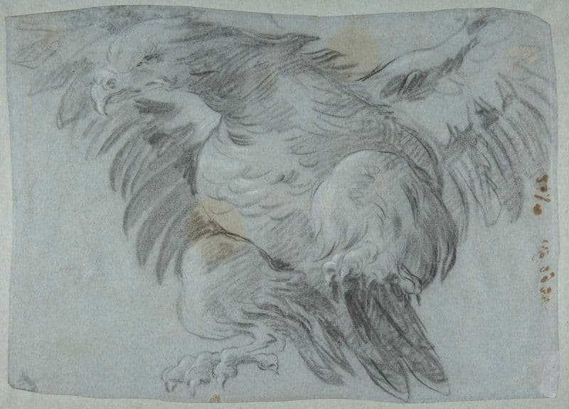 An Eagle with Wings Spread (1696–1770) as a canvas print