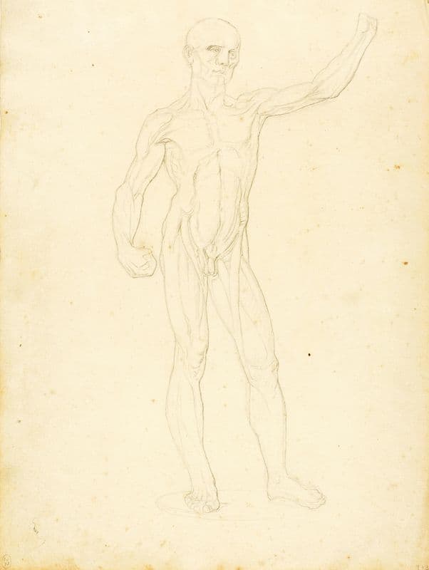 An Ecorche, front view (ca. 1849-1853) as a canvas print