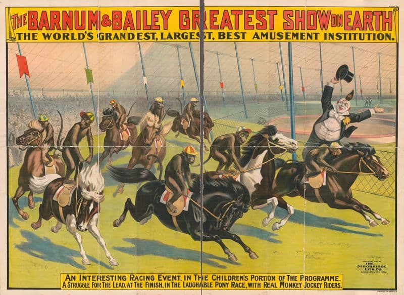 An interesting racing event …with real monkey jockey riders as a canvas print