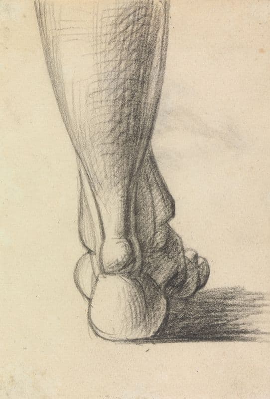 Anatomical Study of the Heel of a Foot as a canvas print