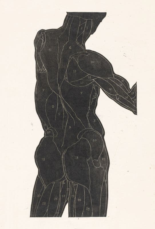 Anatomische studie van de rug- en bilspieren van een man in silhouet as a canvas print