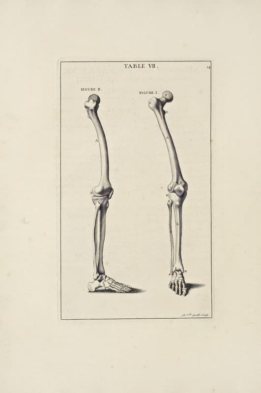 Anatomy improv’d and illustrated with regard to the uses thereof in designing Pl.07 as a canvas print
