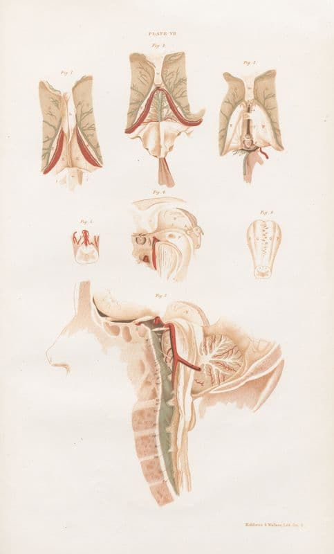 Anatomy of the brain Pl.07 as a canvas print