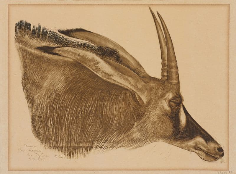 Antilope Hippotrague as a canvas print
