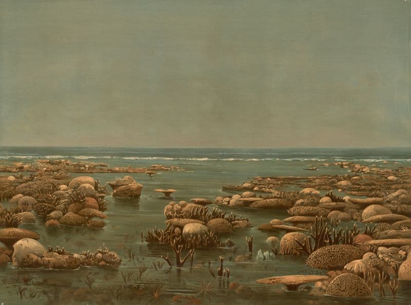 Australian Barrier Reef. (Low Woody Island, east coast of Queensland, Trinity Bay) as a canvas print