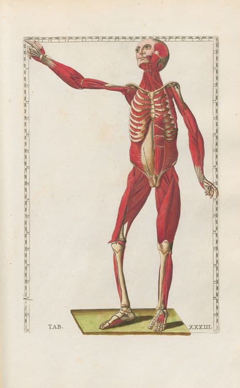 Bartholomaei Eustachii anatomici summi Romanae archetypae tabulae anatomicae novis explicationibus Pl.33 as a canvas print