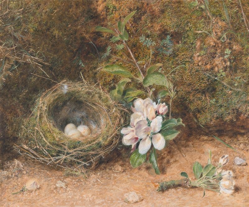 Bird’s Nest with Sprays of Apple Blossoms (ca. 1847) as a canvas print