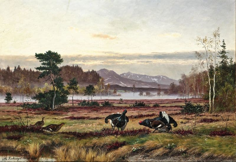 Black grouse courtship in the Alpine foothills as a canvas print