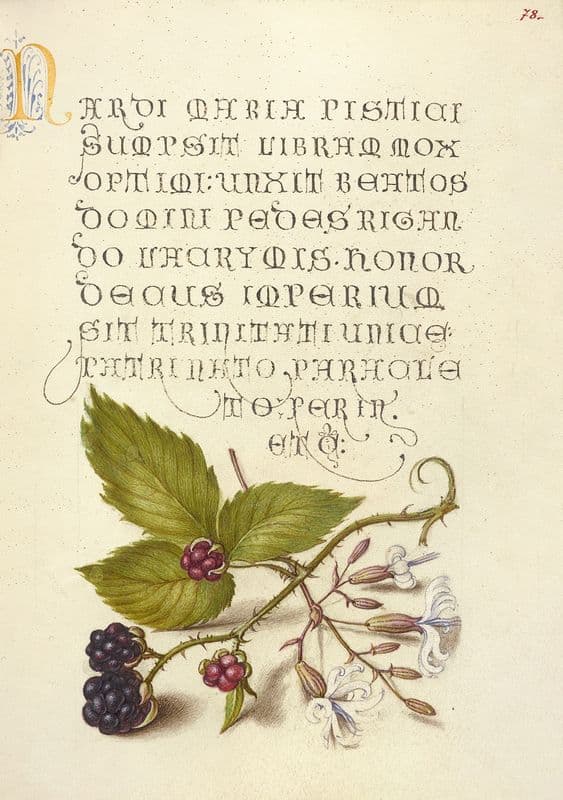 Blackberry and Nottingham Catchfly (1561–1596) as a canvas print