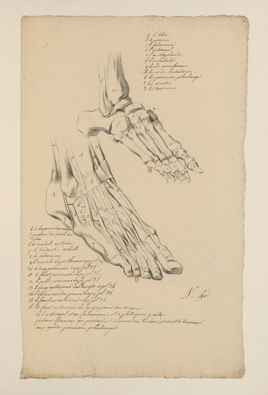 Cahiers d’Anatomie Pl.36 (18th Century) as a canvas print