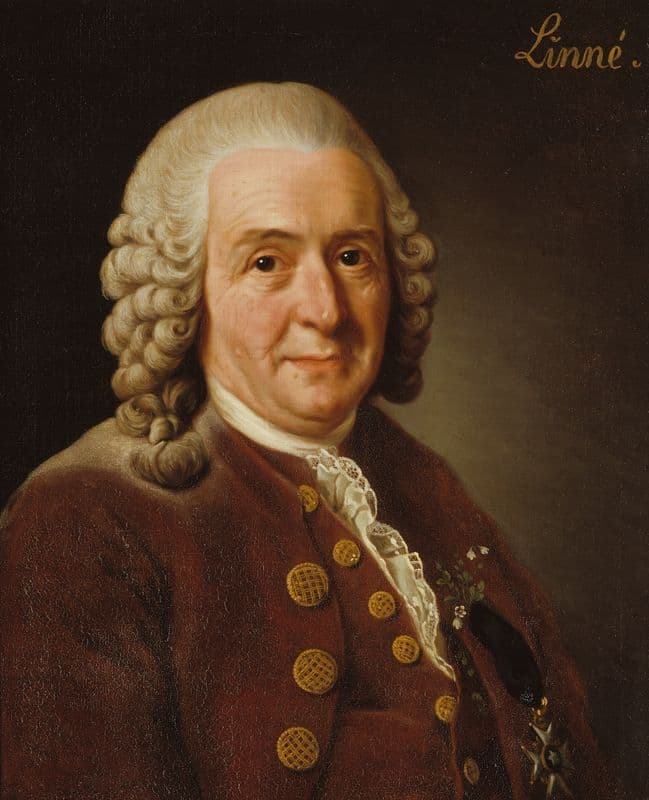 Carl von Linné, 1707-1778, botanist, professor as a canvas print