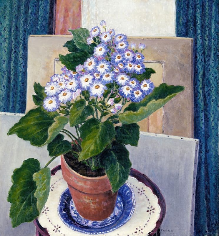 Cineraria (ca. 1933-1934) as a canvas print