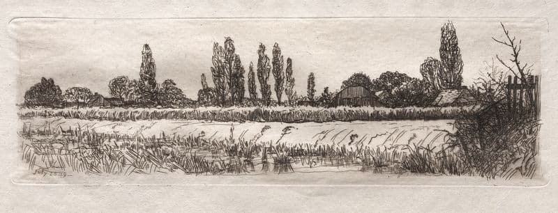 Cornfield as a canvas print
