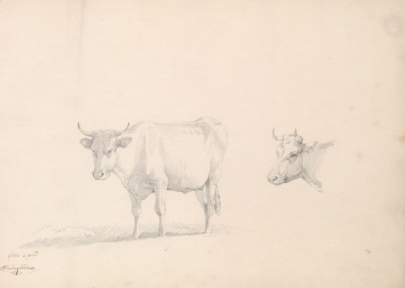 Cow (19th century) as a canvas print