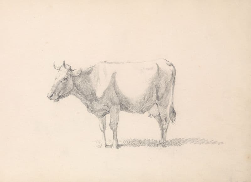 Cow (19th century) as a canvas print
