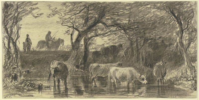 Cows drinking as a canvas print