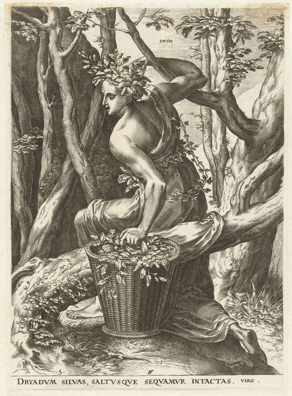 Dryas as a canvas print