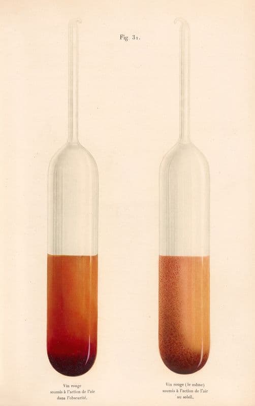 Études Sur Le Vin Pl.19 as a canvas print