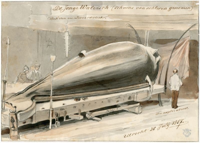 Expositie te Le Havre van aangespoelde walvis, 1857 as a canvas print