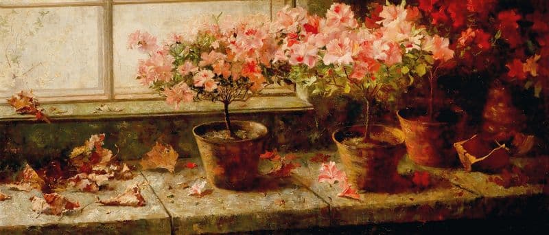 Flowering Azaleas as a canvas print