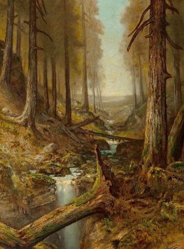 Forest Interior as a canvas print