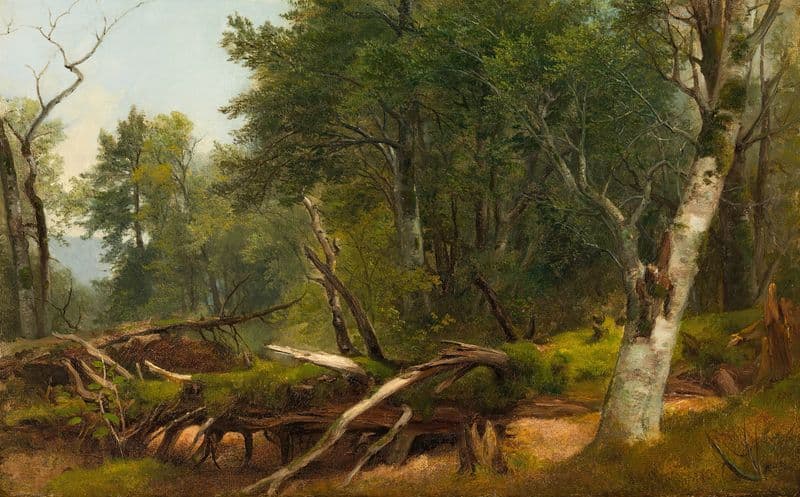 Forest Scene in the Catskills (between 1855 and 1860) as a canvas print