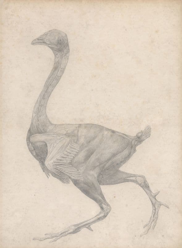 Fowl, Lateral View, with Skin and Underlying Fascial Layers Removed (1795 to 1806) as a canvas print