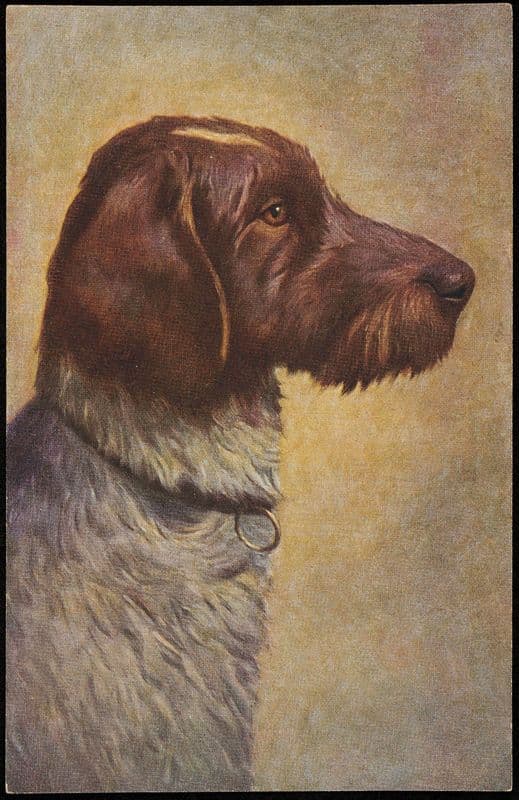 German Pointer (20th century) as a canvas print