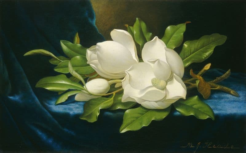 Giant Magnolias on a Blue Velvet Cloth (c. 1890) as a canvas print