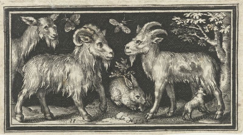 Goat and buck with young as a canvas print