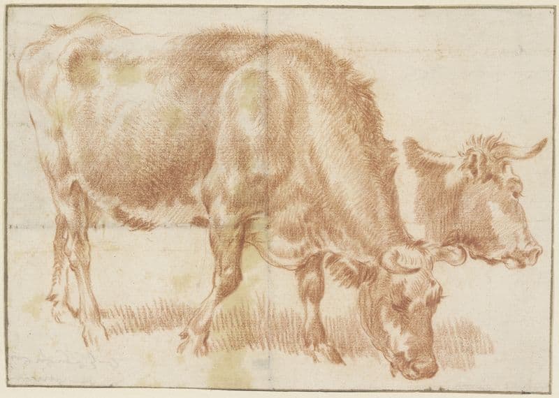 Grasendes Rind, rechts daneben ein Rinderkopf as a canvas print