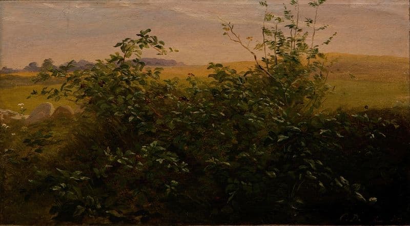 Hedge with blackberry as a canvas print