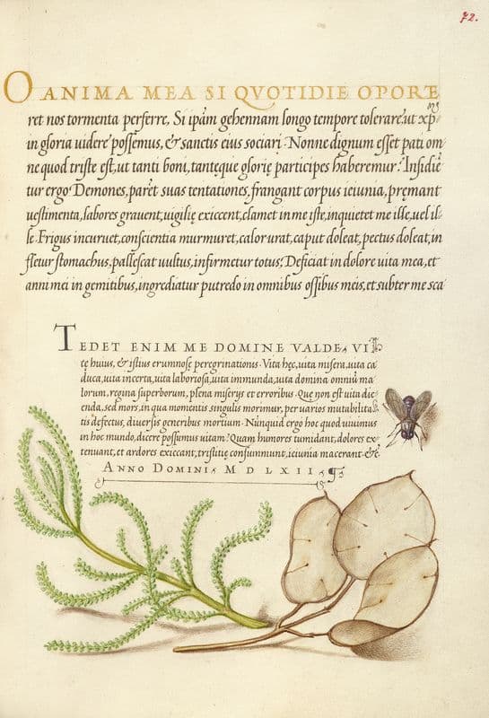 House Fly, Lavender Cotton, and Money Plant (1561–1596) as a canvas print