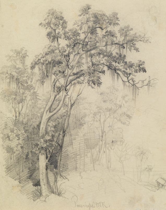 Im Urwald- Baumstudie as a canvas print