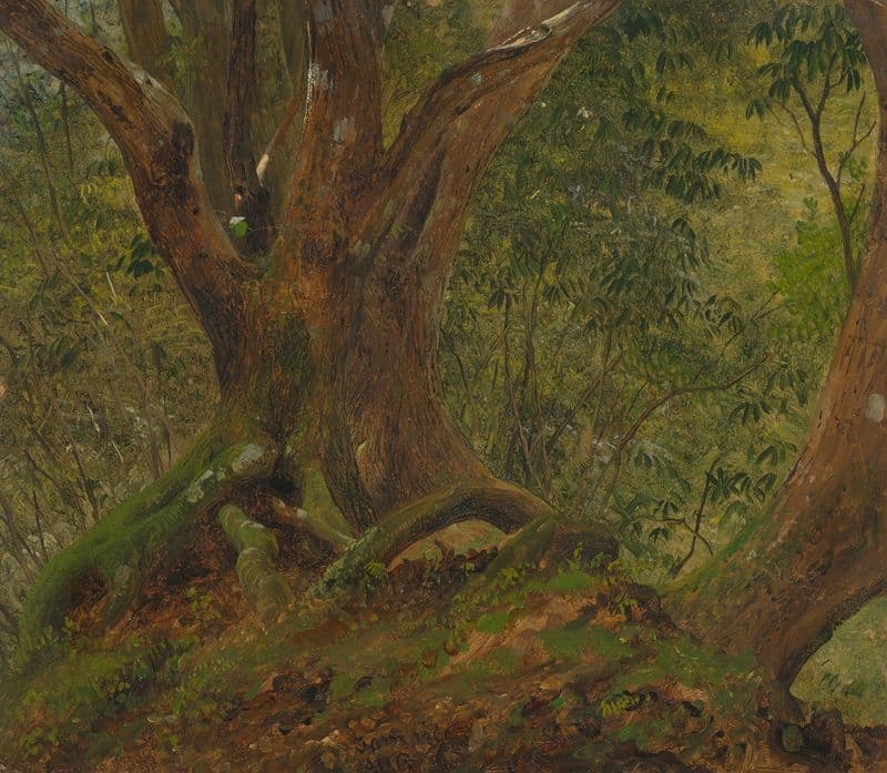 In the woods, Jamaica as a canvas print