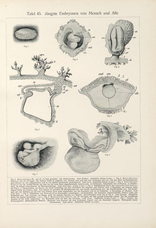 Jüngste Embryonen von Mensch und Affe as a canvas print