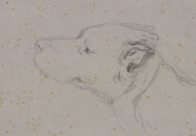 Kopf eines Hundes nach links as a canvas print